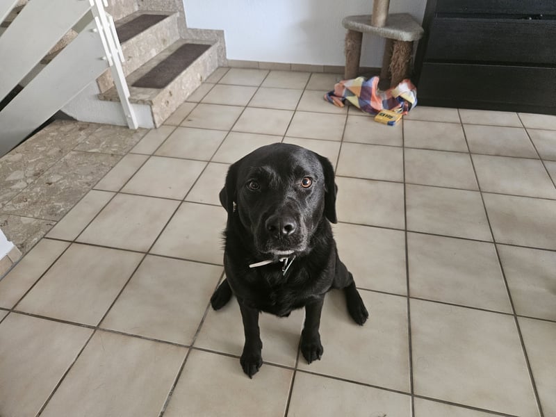 Labrador sucht neues Zuhause