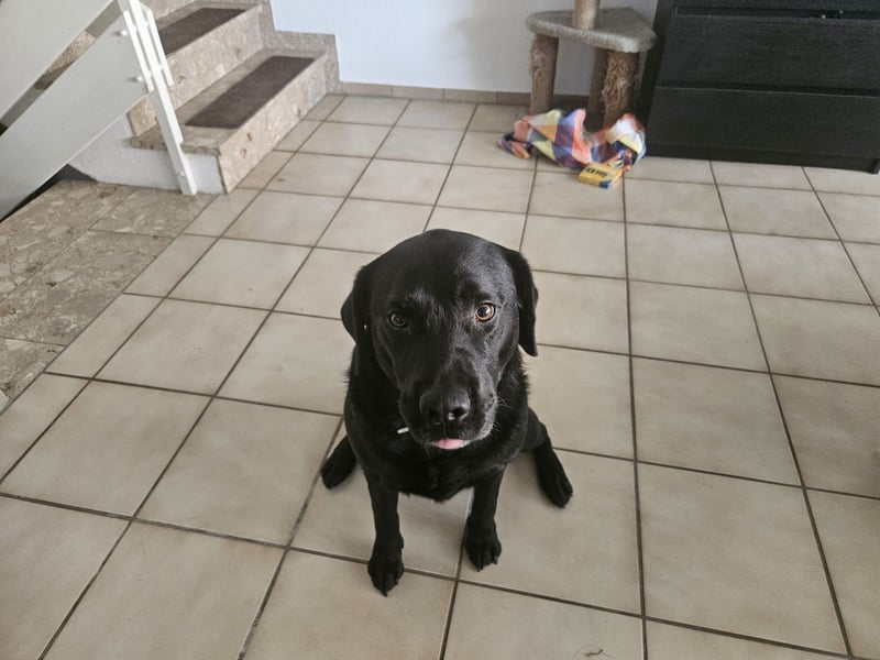 Labrador sucht neues Zuhause