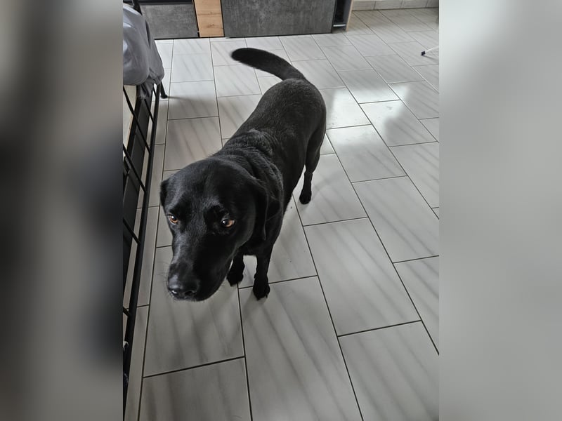 Labrador sucht neues Zuhause