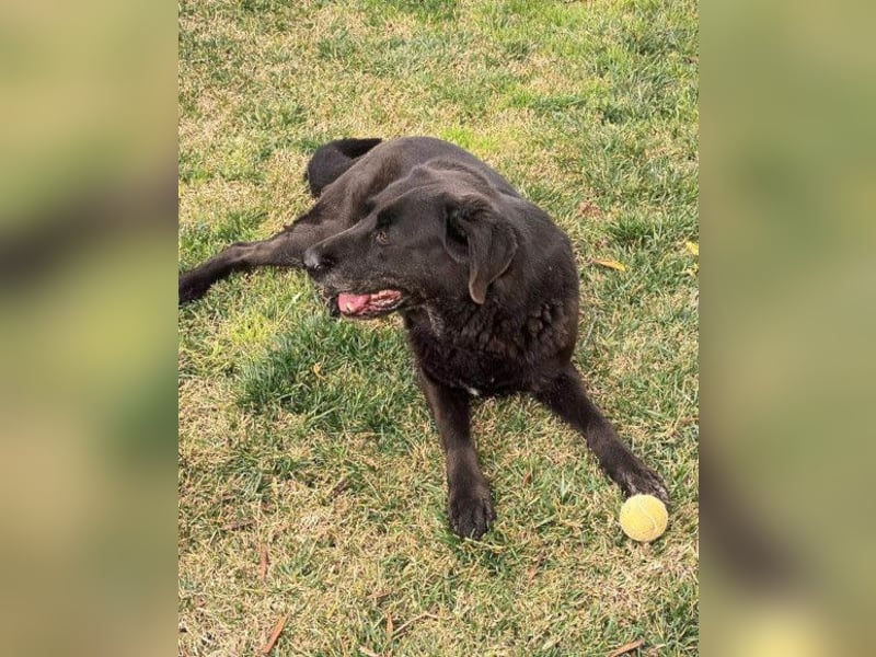 BEPO❤️ verschmuster, kluger Labbi-Senior sucht dringend seine neue Familie