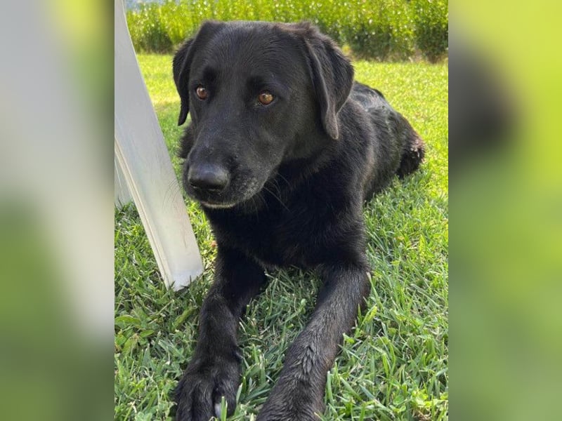 BEPO❤️ verschmuster, kluger Labbi-Senior sucht dringend seine neue Familie