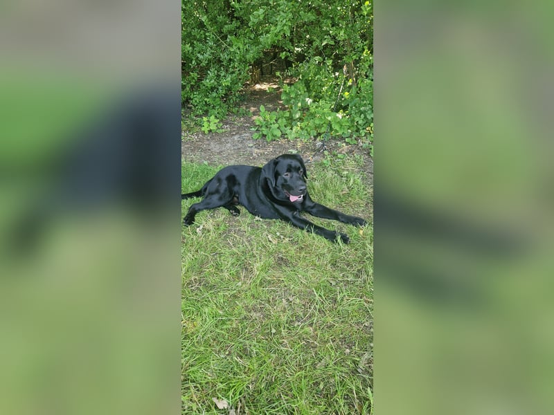 Labrador, Rüde, 1 Jahr