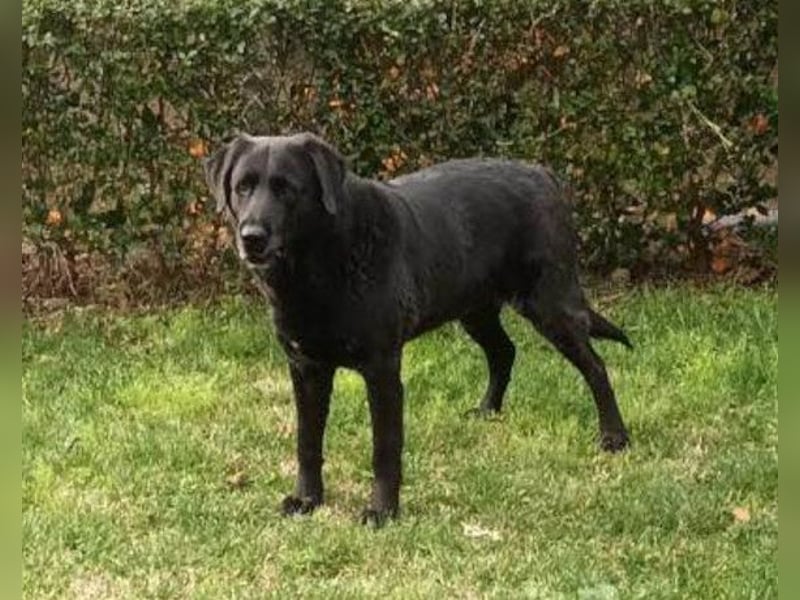 BEPO❤️ verschmuster, kluger Labbi-Senior sucht dringend seine neue Familie