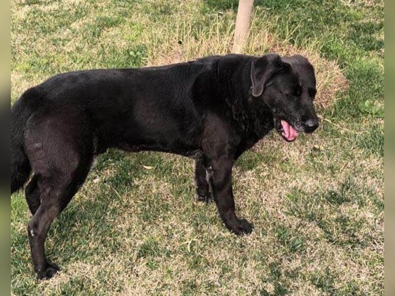 BEPO❤️ verschmuster, kluger Labbi-Senior sucht dringend seine neue Familie