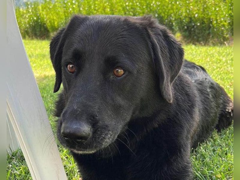 BEPO❤️ verschmuster, kluger Labbi-Senior sucht dringend seine neue Familie