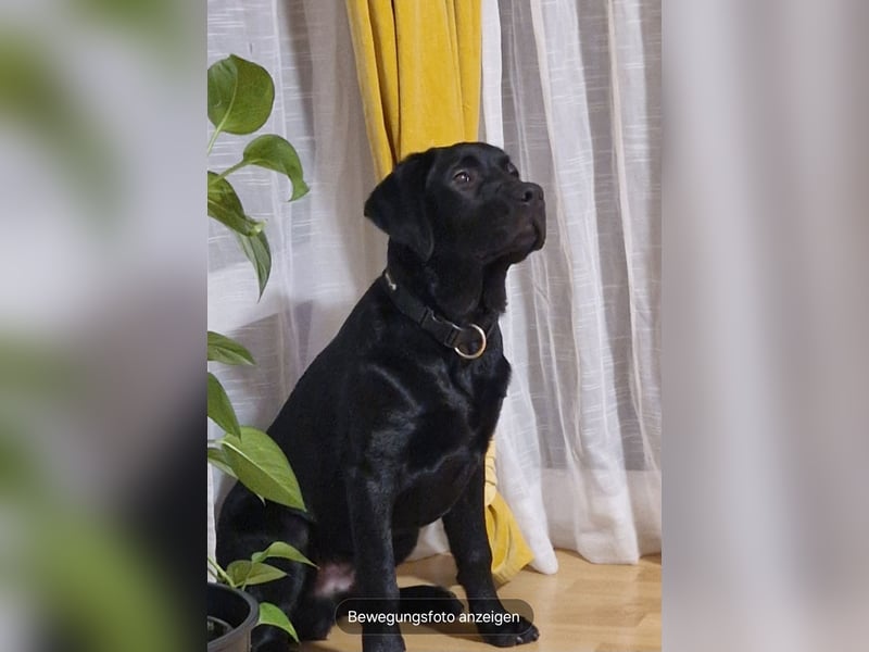 Labrador, Rüde, 1 Jahr