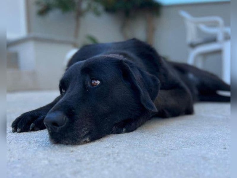 BEPO❤️ verschmuster, kluger Labbi-Senior sucht dringend seine neue Familie