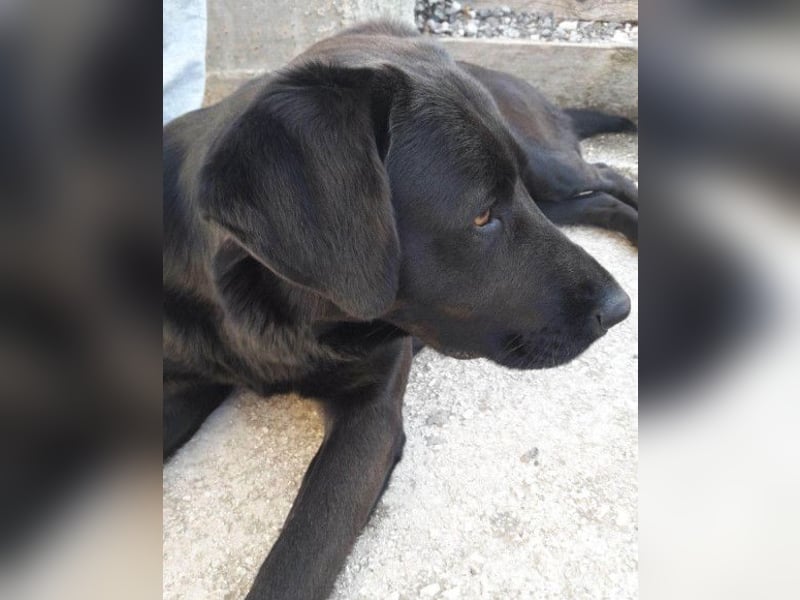 BEPO❤️ verschmuster, kluger Labbi-Senior sucht dringend seine neue Familie