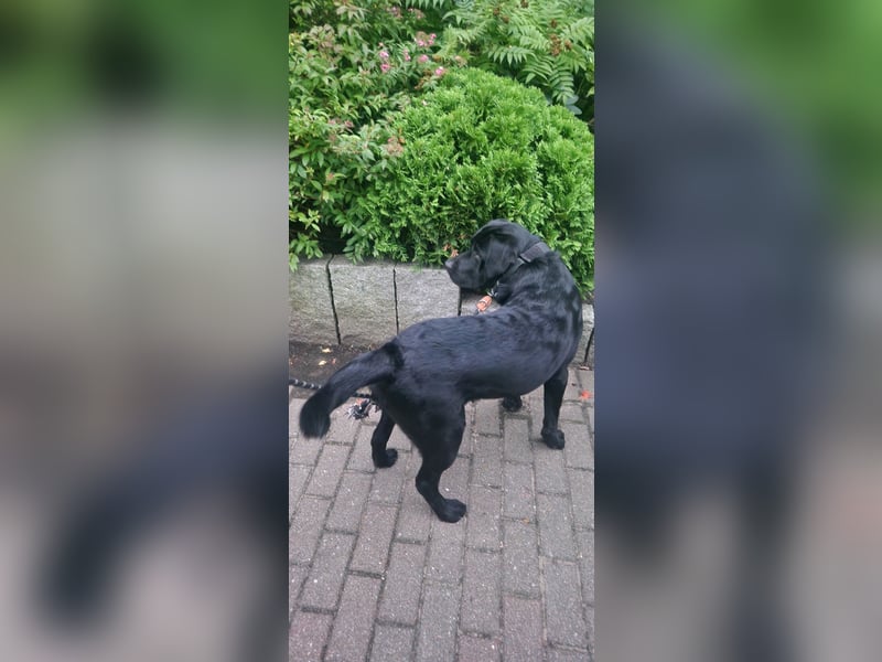 Labrador, Rüde, 1 Jahr