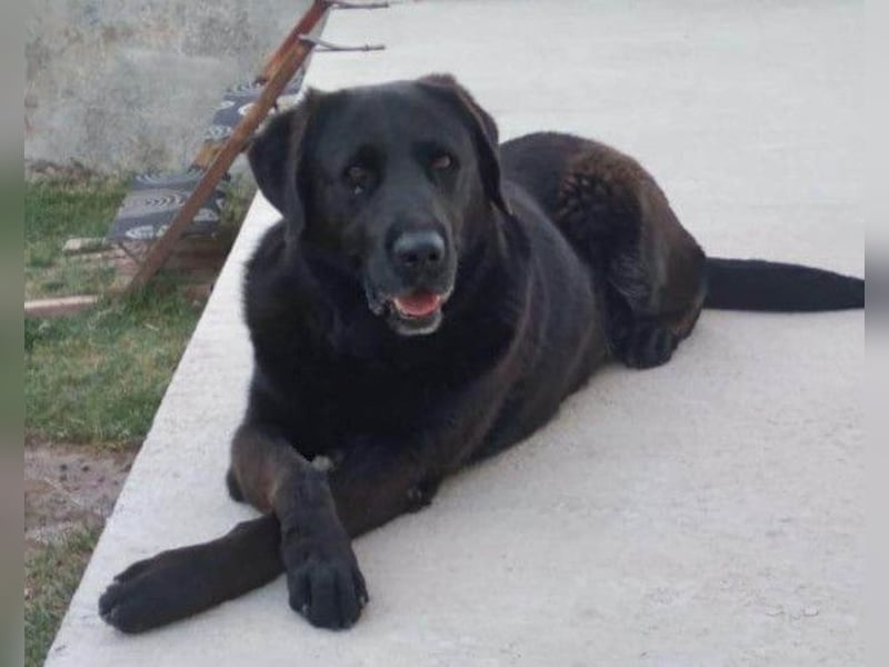 BEPO❤️ verschmuster, kluger Labbi-Senior sucht dringend seine neue Familie