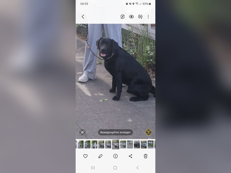 Labrador, Rüde, 1 Jahr