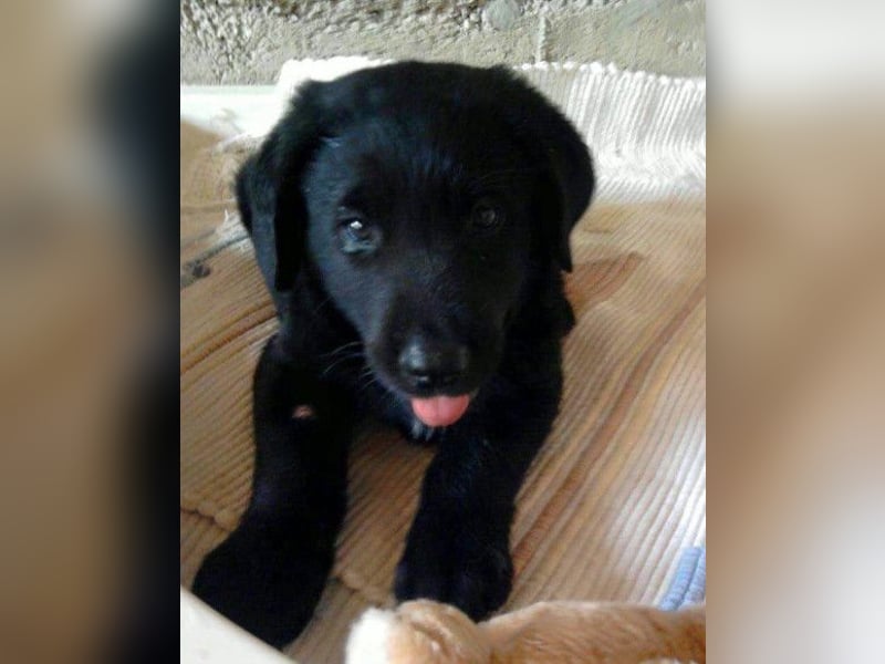 BEPO❤️ verschmuster, kluger Labbi-Senior sucht dringend seine neue Familie