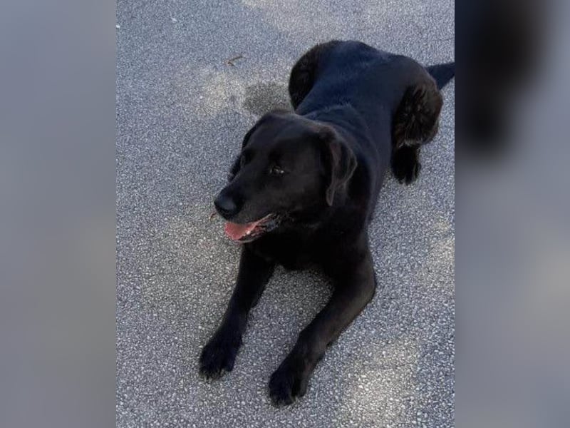 BEPO❤️ verschmuster, kluger Labbi-Senior sucht dringend seine neue Familie