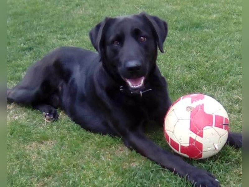 BEPO❤️ verschmuster, kluger Labbi-Senior sucht dringend seine neue Familie