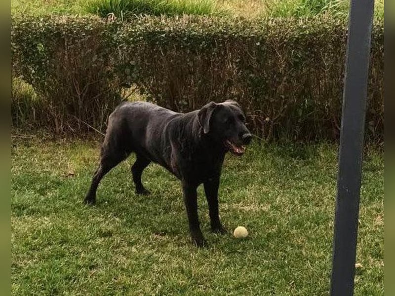 BEPO❤️ verschmuster, kluger Labbi-Senior sucht dringend seine neue Familie