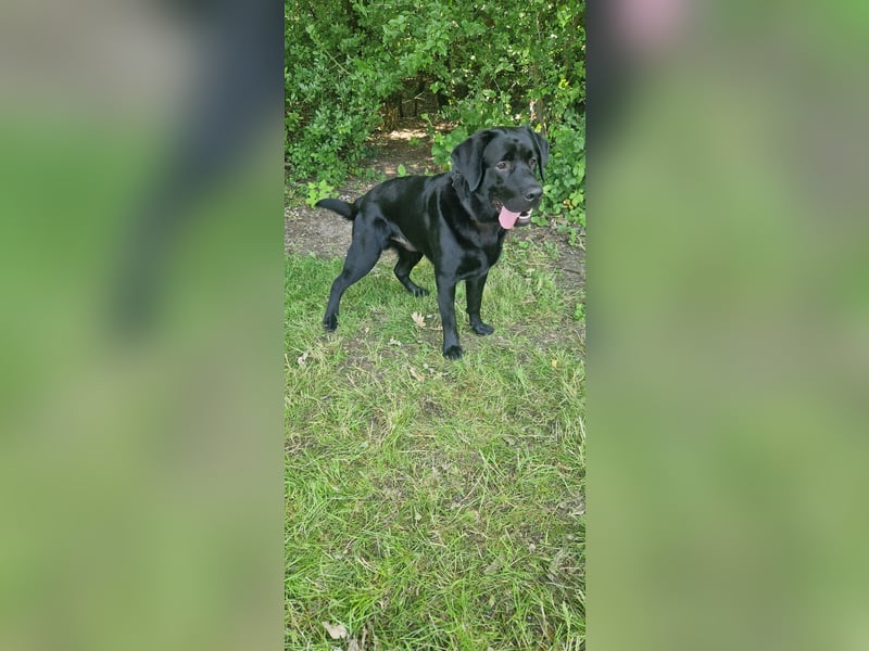 Labrador, Rüde, 1 Jahr