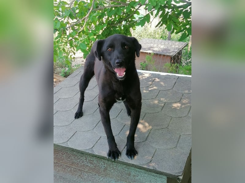 Luca - Labbimixfans gesucht!