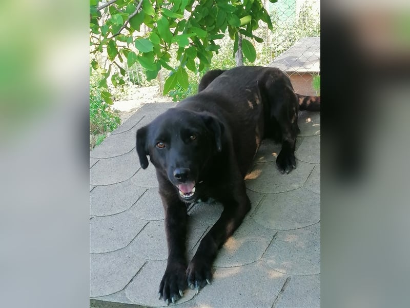 Luca - Labbimixfans gesucht!
