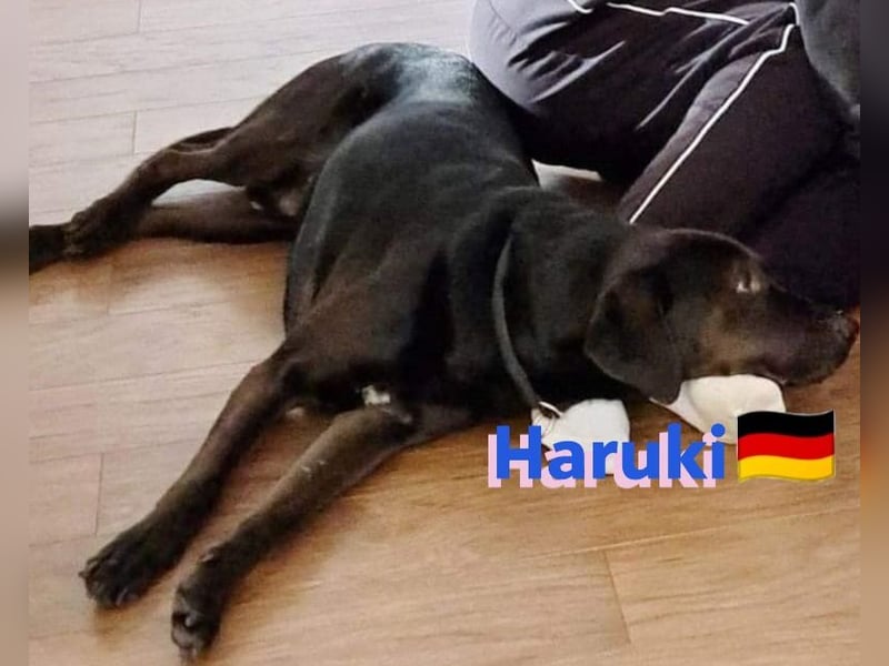 Haruki, 11/18 - VERMITTLUNGSHILFE, sucht DRINGEND