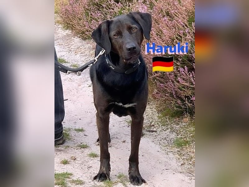 Haruki, 11/18 - VERMITTLUNGSHILFE, sucht DRINGEND