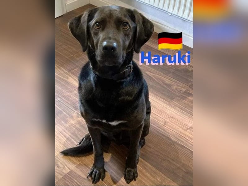 Haruki, 11/18 - VERMITTLUNGSHILFE, sucht DRINGEND