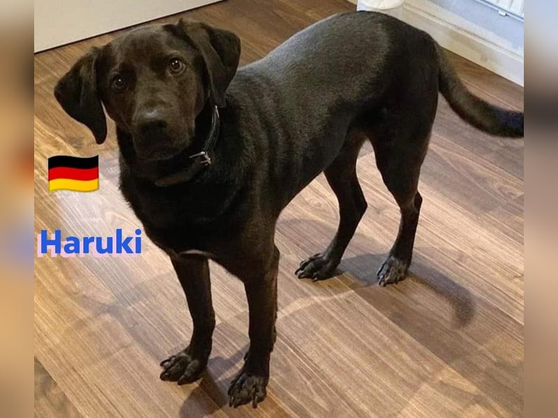 Haruki, 11/18 - VERMITTLUNGSHILFE, sucht DRINGEND
