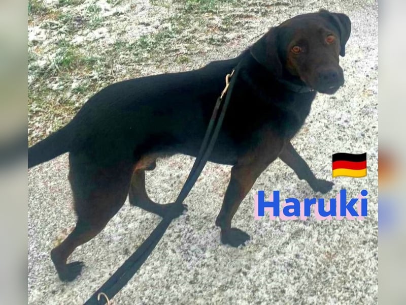 Haruki, 11/18 - VERMITTLUNGSHILFE, sucht DRINGEND