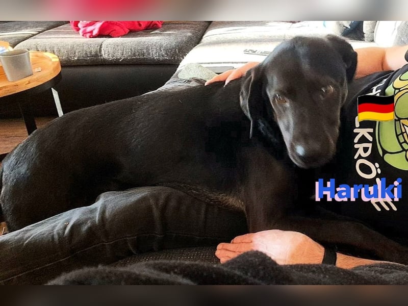 Haruki, 11/18 - VERMITTLUNGSHILFE, sucht DRINGEND