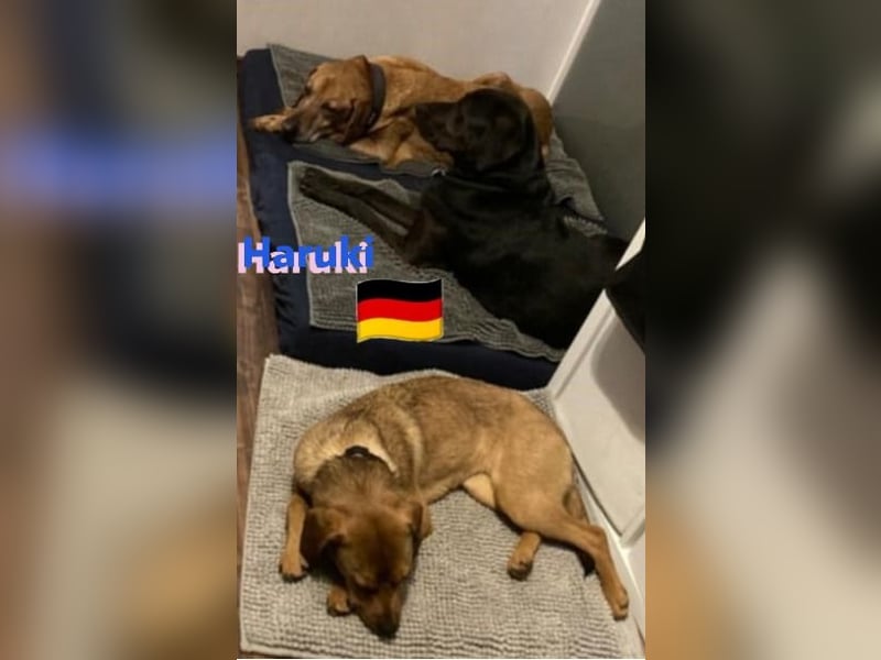 Haruki, 11/18 - VERMITTLUNGSHILFE, sucht DRINGEND