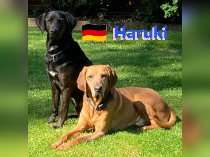 Haruki, 11/18 - VERMITTLUNGSHILFE, sucht DRINGEND