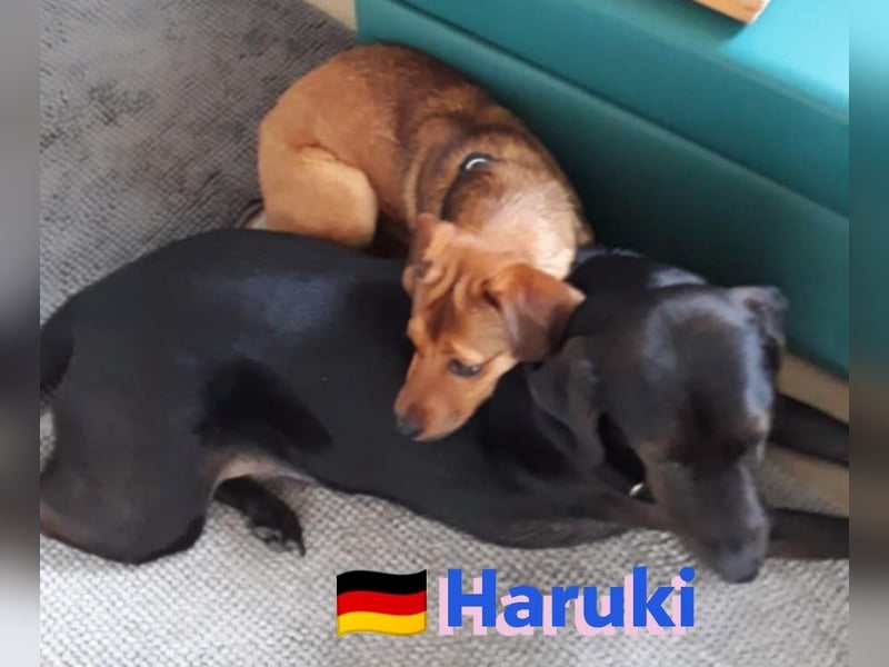 Haruki, 11/18 - VERMITTLUNGSHILFE, sucht DRINGEND