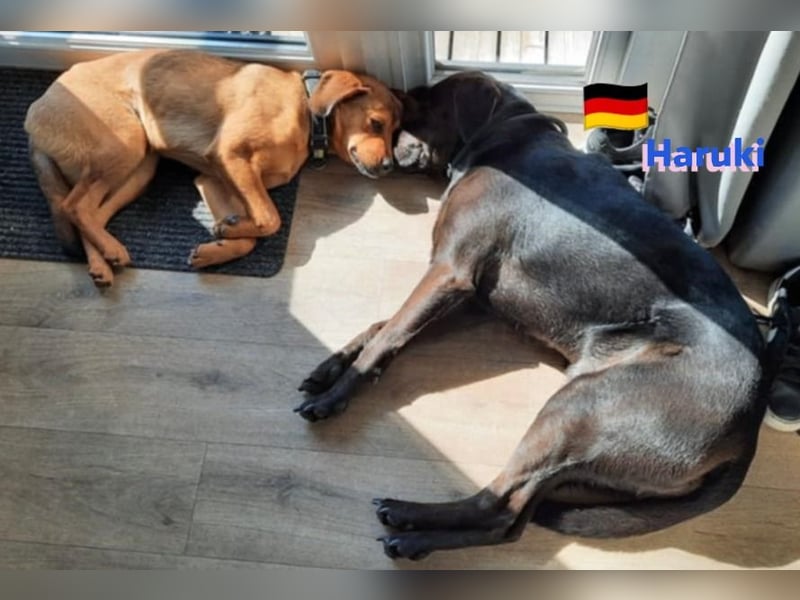Haruki, 11/18 - VERMITTLUNGSHILFE, sucht DRINGEND