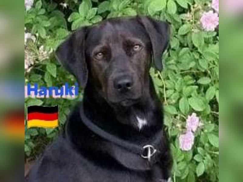Haruki, 11/18 - VERMITTLUNGSHILFE, sucht DRINGEND