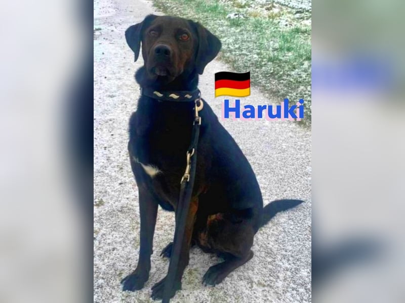Haruki, 11/18 - VERMITTLUNGSHILFE, sucht DRINGEND