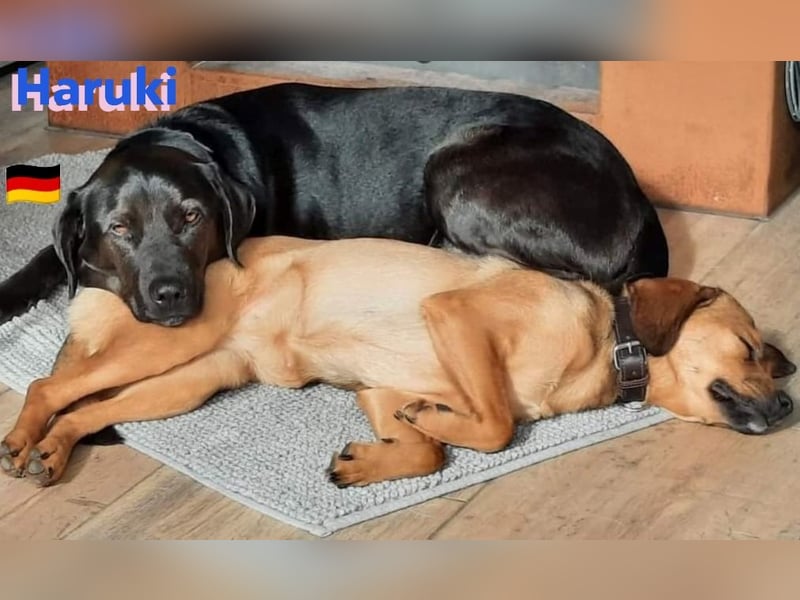 Haruki, 11/18 - VERMITTLUNGSHILFE, sucht DRINGEND