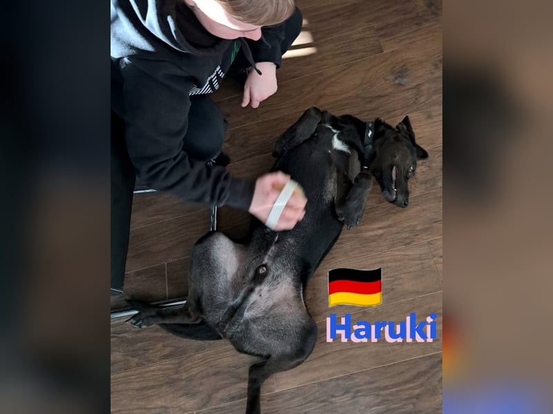 Haruki, 11/18 - VERMITTLUNGSHILFE, sucht DRINGEND