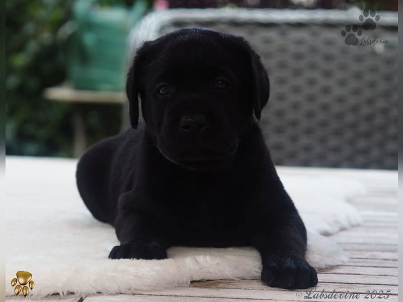Labrador Welpen in schwarz- die Buben