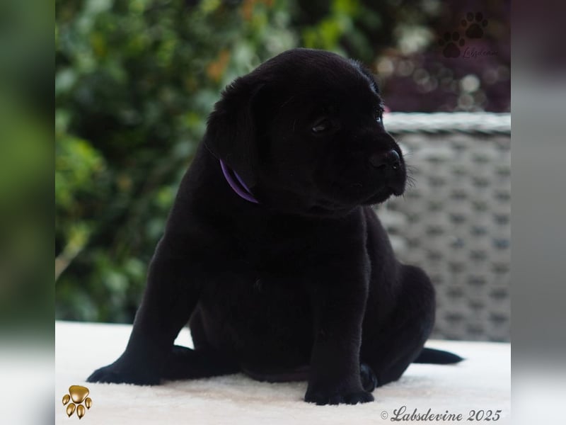 Labrador Welpen in schwarz- die Buben