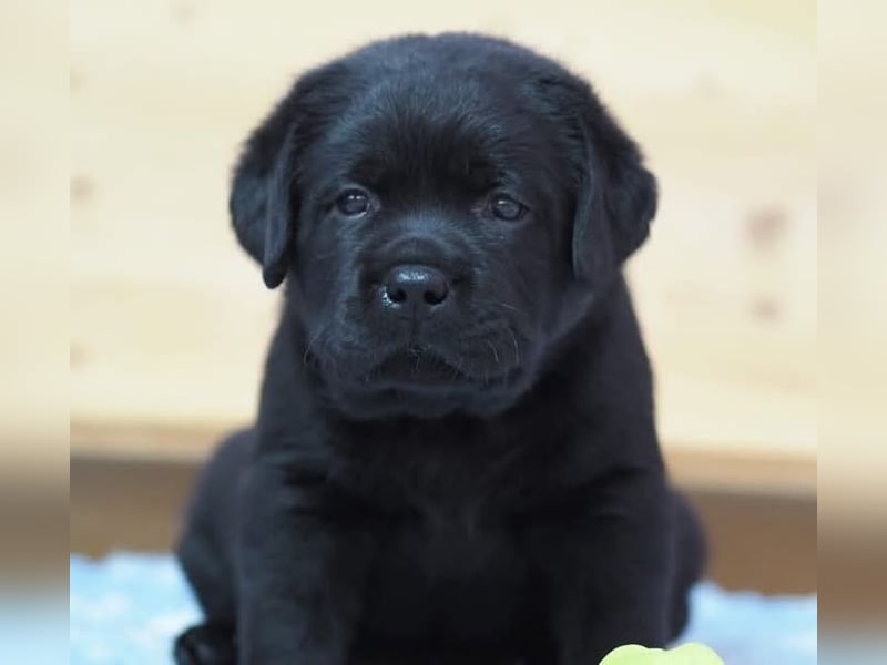 Labrador Welpen in schwarz- die Buben
