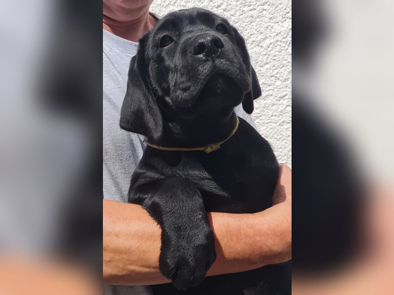 Labrador Welpen in schwarz- die Buben