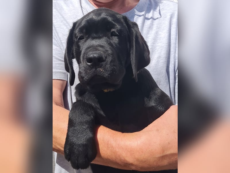 Labrador Welpen in schwarz- die Buben