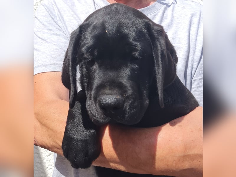 Labrador Welpen in schwarz- die Buben