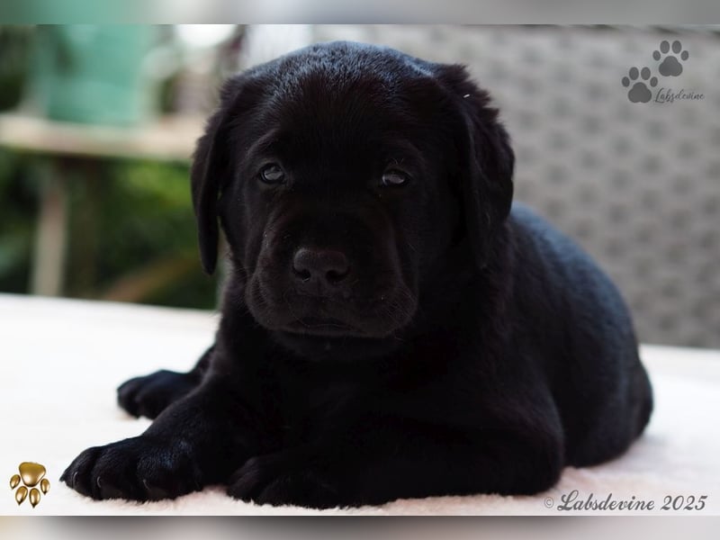 Labrador Welpen in schwarz- die Buben