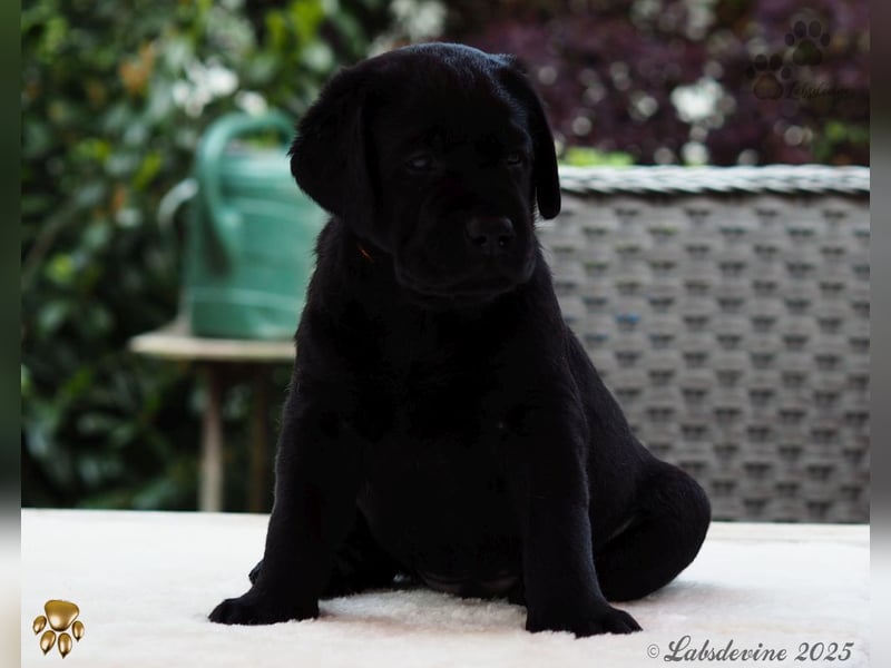 Labrador Welpen in schwarz- die Buben