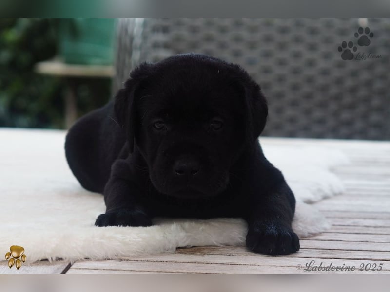 Labrador Welpen in schwarz- die Buben