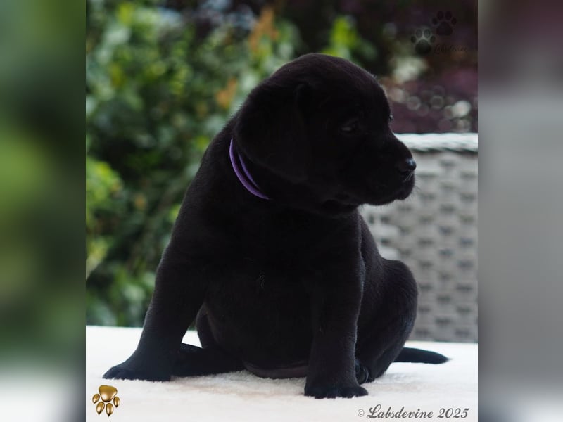 Labrador Welpen in schwarz- die Buben