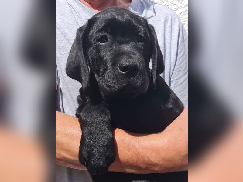 Labrador Welpen in schwarz- die Buben