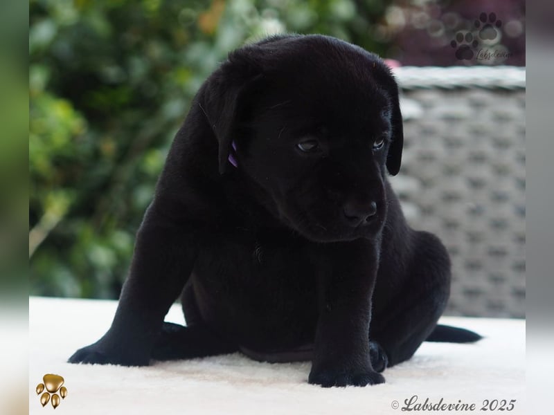 Labrador Welpen in schwarz- die Buben