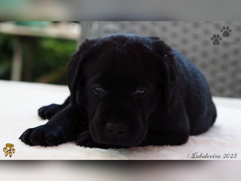 Labrador Welpen in schwarz- die Buben