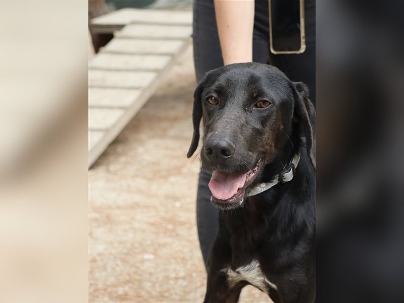 Kleiner Charmeur PAVLOS (3 Jahre) sucht eine Familie!